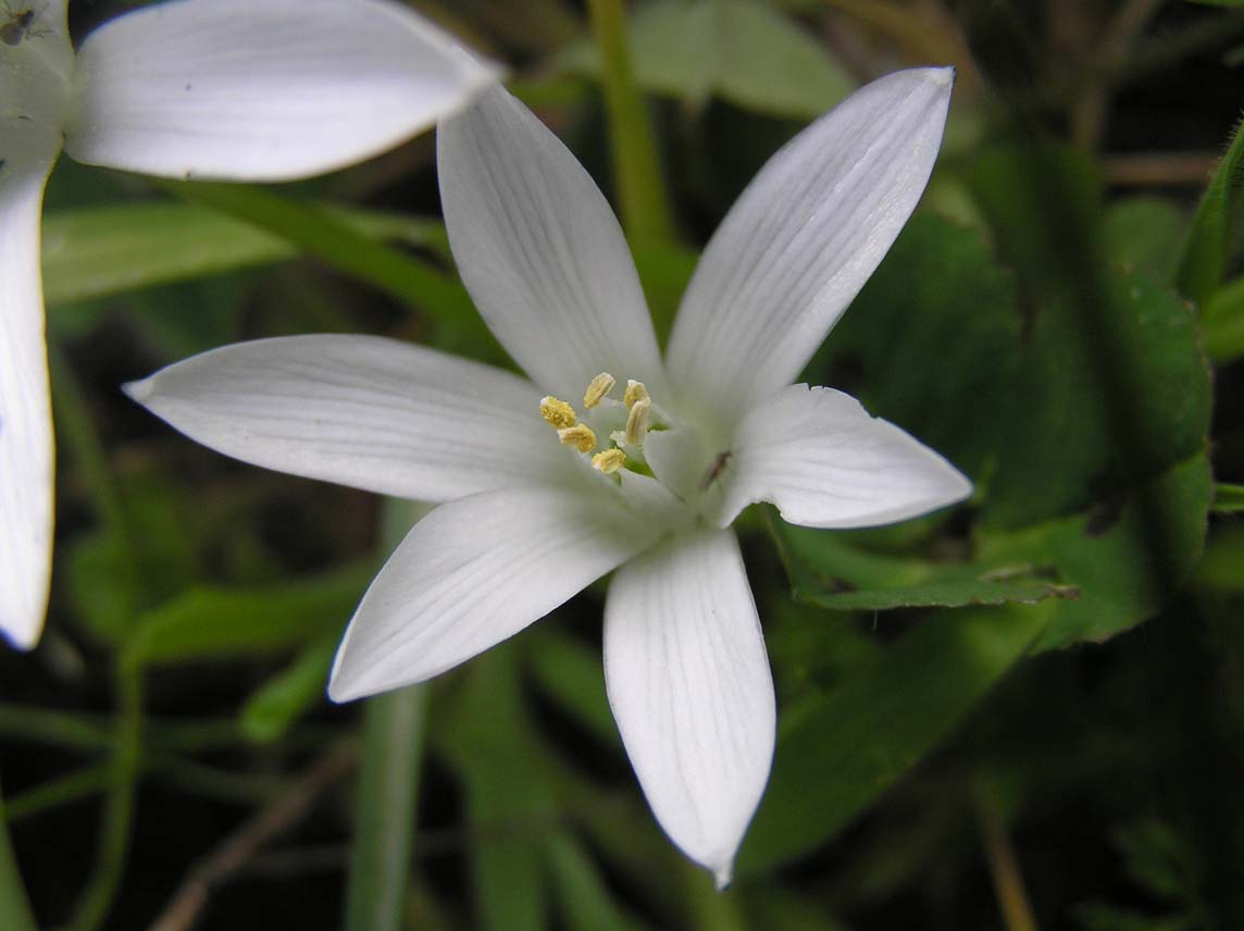 Ornithogalum umbellatum / Latte di gallina comune